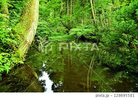 杉沢の沢スギ　池　リフレクション　富山県 128695581