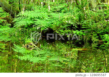 杉沢の沢スギ 池 リフレクション 富山県 杉沢の沢スギ 池 リフレクション 富山県 128695587