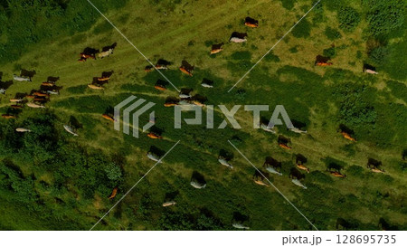 aerial photography ducumentary Herd of cows grazing on the meadow near the lake at sunset  128695735
