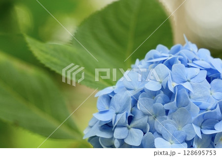 キレイな青色のアジサイ　玉ボケ背景　初夏の花 128695753