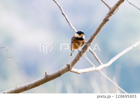 【野鳥】枝に止まるヤマガラ 128695803