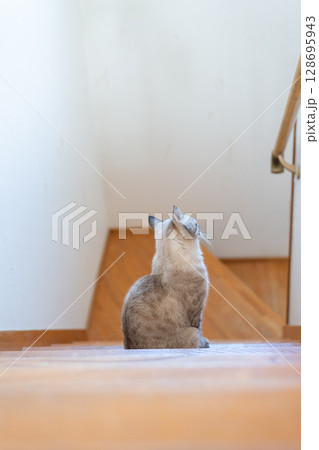 階段で座っている可愛い猫　シャムトラ猫 128695943