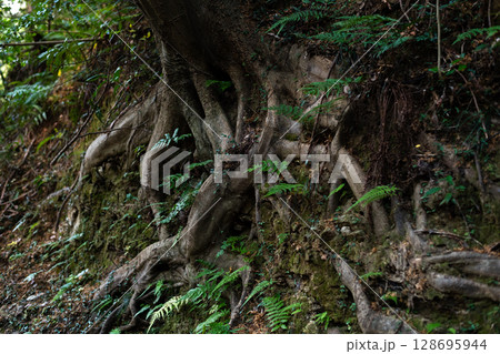 生命力あふれる木の根 128695944