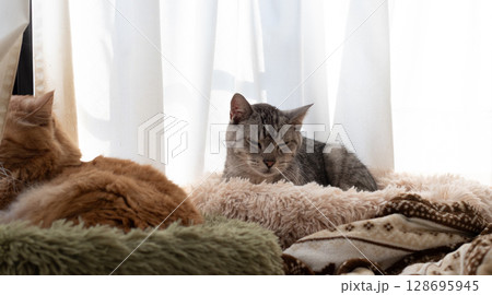 窓辺で眠る猫　サバトラ猫 128695945