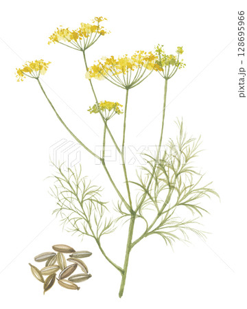 水彩で描いた茴香 花と種子 フェンネルシード 水彩で描いた茴香 花と種子 フェンネルシード 128695966