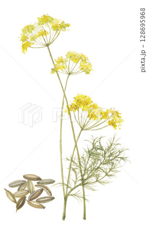 水彩で描いた茴香　花と種子　フェンネルシード 128695968