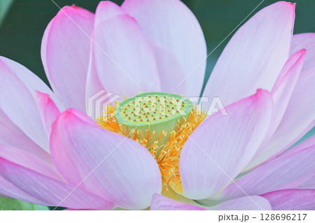 蓮の花のクローズアップ　〜神秘的な蓮の花托〜 128696217