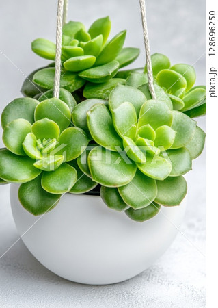 Elegant round white pot with mixed succulents, adding a modern green highlight to workspaces or minimalist living rooms. Elegant round white pot with mixed succulents, adding a modern green highlight to workspaces or minimalist living rooms. 128696250