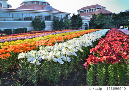 埼玉県深谷市アクアパラダイスパティオ　朝咲き誇る美しい百合 128696640