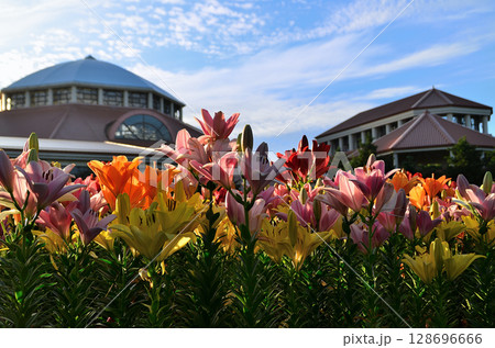 埼玉県深谷市アクアパラダイスパティオ　朝咲き誇る美しい百合 128696666