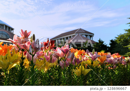 埼玉県深谷市アクアパラダイスパティオ　朝咲き誇る美しい百合 128696667