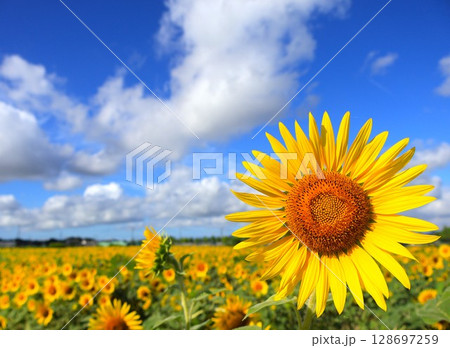 ひまわりと夏の青空 128697259