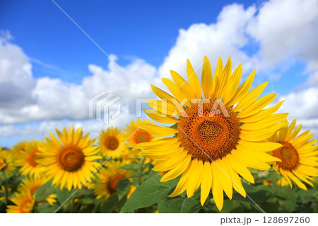 ひまわりと夏の青空 128697260