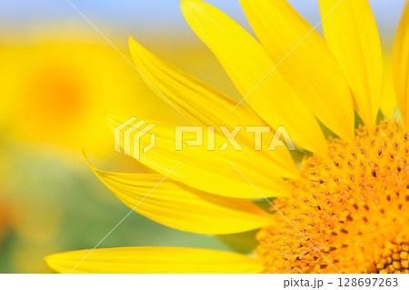 太陽の光を一身に受けるひまわり 128697263