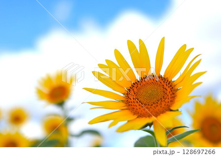 ひまわりと夏の青空 128697266