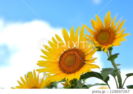 ひまわりと夏の青空 128697267