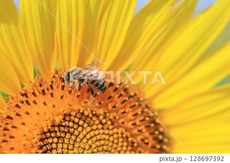 ひまわりとハチ 128697392