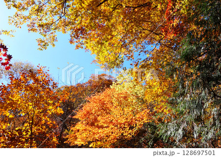 紅葉真っ盛り 128697501