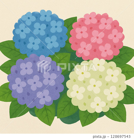 6月に咲くカラフルな紫陽花の花のイラスト 128697543