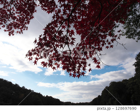 青い空と紅葉 128697690