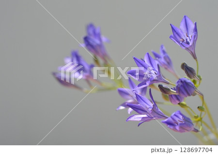 青紫色のトリテレイアの花　 128697704
