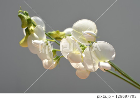 白いサマースイートピーの花　　 128697705
