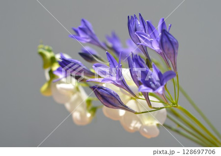 青紫色のトリテレイアと白いサマースイートピーの花　　 128697706