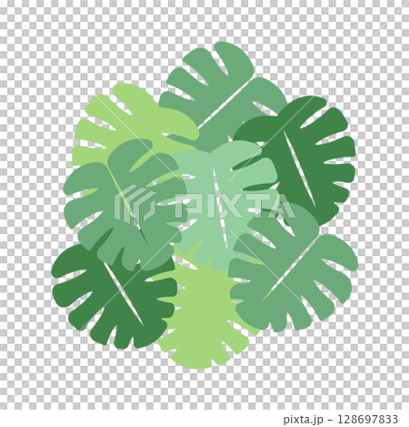 龜背竹插圖 128697833