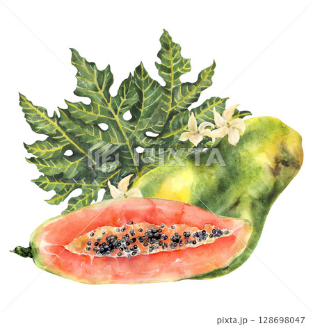 Watercolor papaya composition with fruit, leaf, and tropical flowers Watercolor papaya composition with fruit, leaf, and tropical flowers 128698047