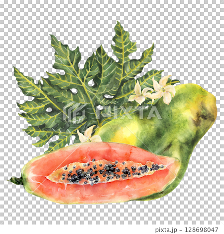 Watercolor papaya composition with fruit, leaf, and tropical flowers Watercolor papaya composition with fruit, leaf, and tropical flowers 128698047