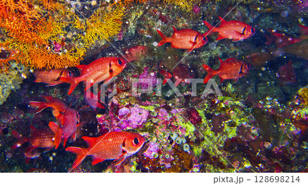 Immaculate Soldierfish, Maldives 128698214