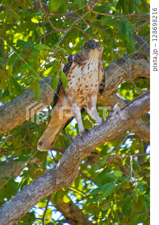 Crested Hawk Eagle, Udawalawe National Park 128698216