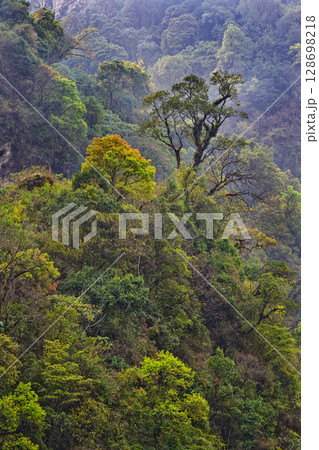 Mountain Forest Footpath, Himalaya 128698218