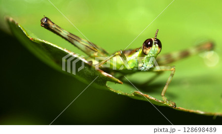 Tropical Grasshopper, Amazonia Tropical Grasshopper, Amazonia 128698489