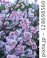 咲き誇る梅の花 128698560