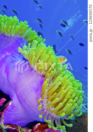 Pink Anemonefish, Bunaken National Marine Park Pink Anemonefish, Bunaken National Marine Park 128698570