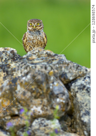 Little Owl, Spain 128698574