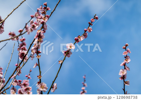 春の空に伸びる桃の花枝 128698738