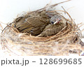 Two little birds are in a bird's nest 128699685