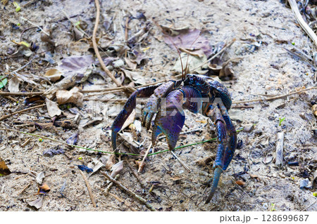 南国リゾートのバカンス・ホテルの防風林の木々の茂みに住む野生のヤシガニ(沖縄県宮古島市) 南国リゾートのバカンス・ホテルの防風林の木々の茂みに住む野生のヤシガニ(沖縄県宮古島市) 128699687