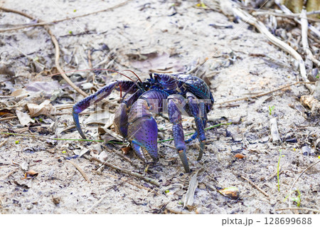 南国リゾートのバカンス・ホテルの防風林の木々の茂みに住む野生のヤシガニ(沖縄県宮古島市) 南国リゾートのバカンス・ホテルの防風林の木々の茂みに住む野生のヤシガニ(沖縄県宮古島市) 128699688