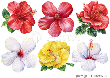 Bright hibiscus flowers on isolated white background painted with watercolor, summer clip art for floral design, invitations cards Bright hibiscus flowers on isolated white background painted with watercolor, summer clip art for floral design, invitations cards 128699729