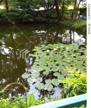 静寂に咲く睡蓮と森の池 128699935