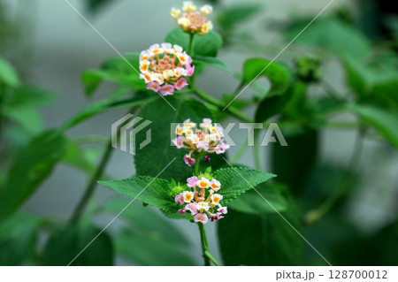 Close-up of pink, yellow and white Lantana camara flowers in full bloom with green serrated leaves and blurred nature background. 128700012