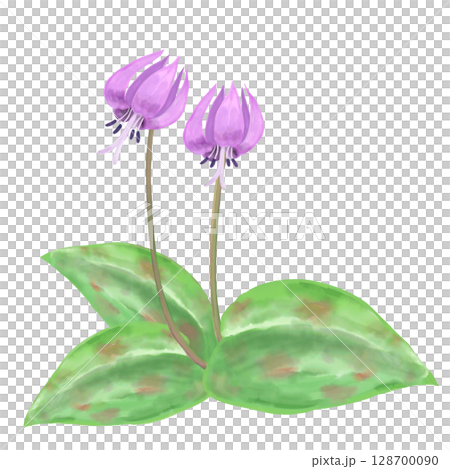 Dogtooth violet flower (watercolor style) 128700090