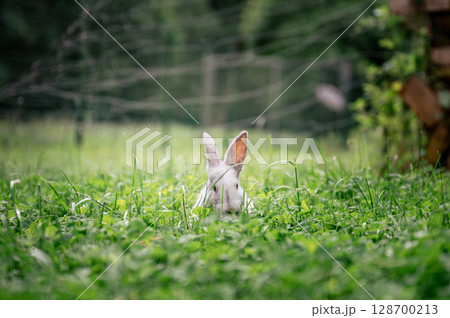 White rabbit hiding in tall green grass on a summer day in the countryside White rabbit hiding in tall green grass on a summer day in the countryside 128700213