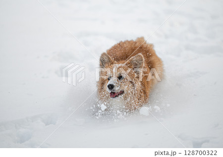 welsh corgi pembroke plays in the white snow welsh corgi pembroke plays in the white snow 128700322
