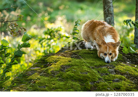 fluffy pembroke welsh corgi on a large mossy rock in the forest fluffy pembroke welsh corgi on a large mossy rock in the forest 128700335