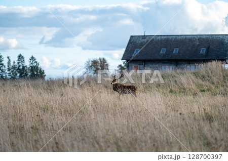 Red deer with large antlers during rutting season on the grassland in autumn 128700397