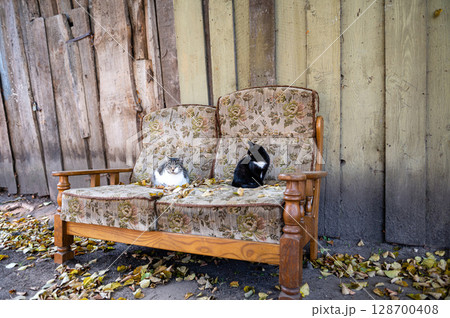 Several cats are sleeping on an old couch in the yard by the wall of a wooden building Several cats are sleeping on an old couch in the yard by the wall of a wooden building 128700408